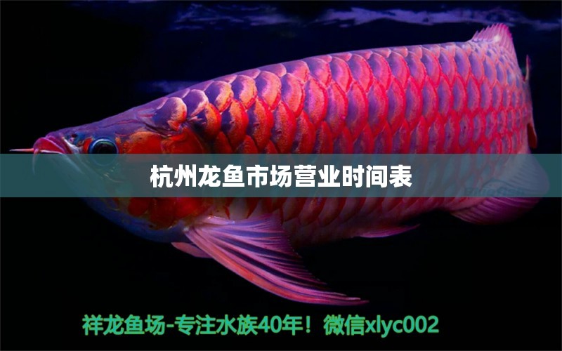 杭州龙鱼市场营业时间表 水族问答 第1张