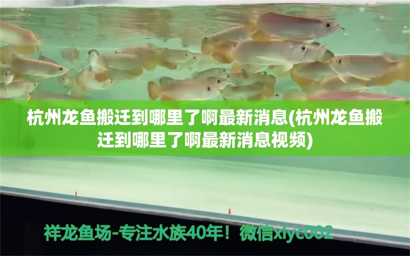 杭州龙鱼搬迁到哪里了啊最新消息(杭州龙鱼搬迁到哪里了啊最新消息视频) 鱼缸/水族箱