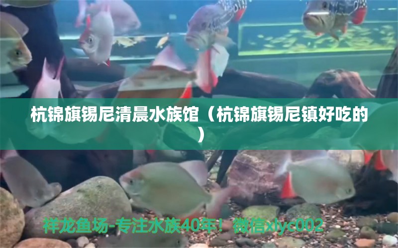 杭锦旗锡尼清晨水族馆（杭锦旗锡尼镇好吃的）