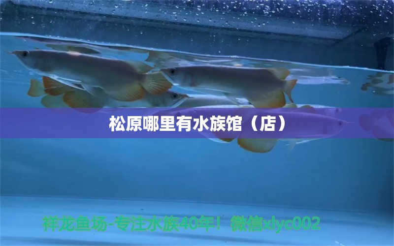 松原哪里有水族馆（店）