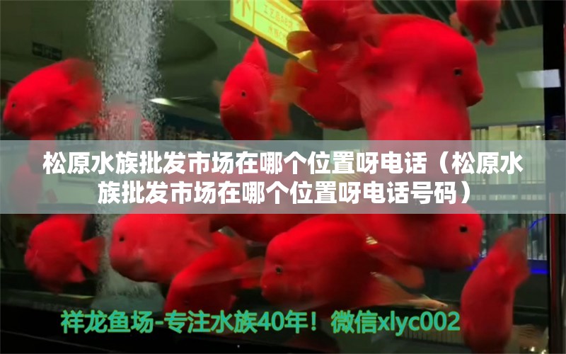 松原水族批发市场在哪个位置呀电话（松原水族批发市场在哪个位置呀电话号码） 观赏鱼水族批发市场