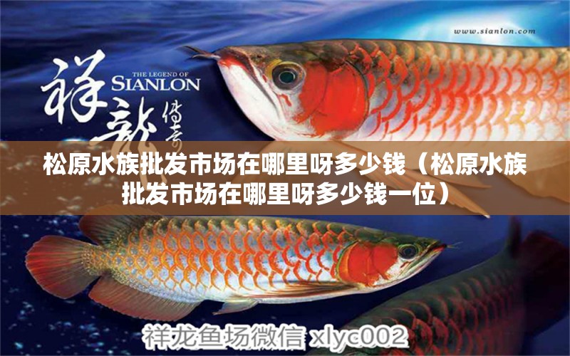 松原水族批发市场在哪里呀多少钱（松原水族批发市场在哪里呀多少钱一位） 乌龟