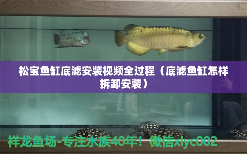 松宝鱼缸底滤安装视频全过程（底滤鱼缸怎样拆卸安装） 飞凤鱼苗