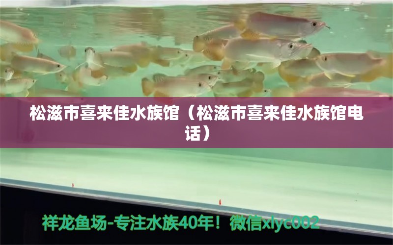 松滋市喜来佳水族馆（松滋市喜来佳水族馆电话）