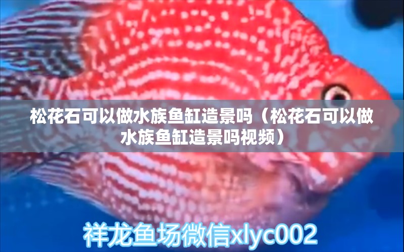 松花石可以做水族鱼缸造景吗（松花石可以做水族鱼缸造景吗视频）