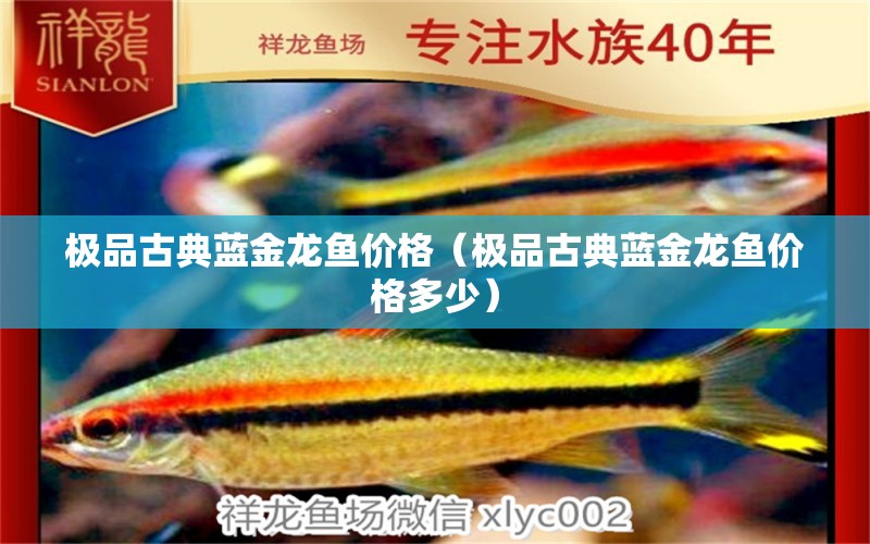 极品古典蓝金龙鱼价格（极品古典蓝金龙鱼价格多少） 祥龙水族医院