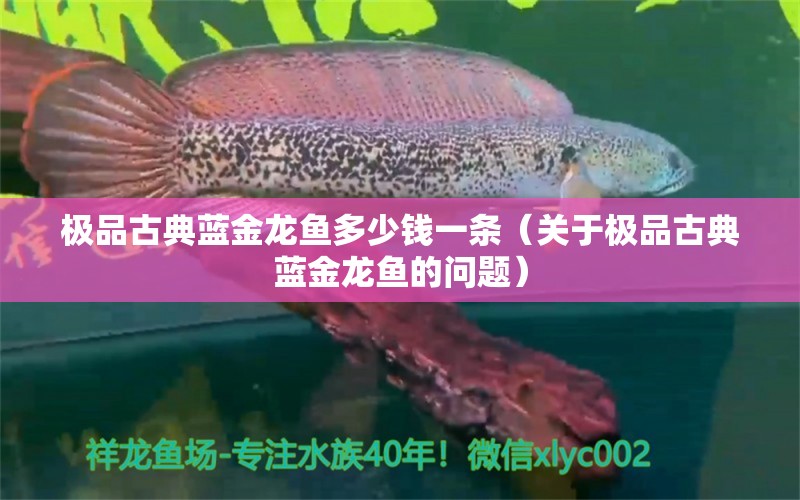 极品古典蓝金龙鱼多少钱一条（关于极品古典蓝金龙鱼的问题） 龙鱼百科 第2张