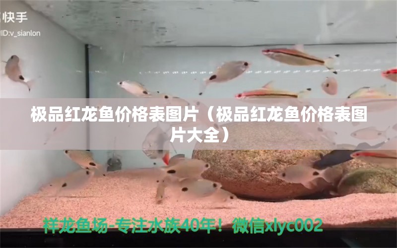 极品红龙鱼价格表图片（极品红龙鱼价格表图片大全） 祥龙水族医院