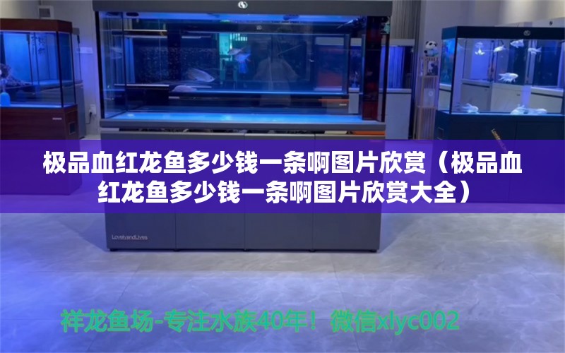 极品血红龙鱼多少钱一条啊图片欣赏（极品血红龙鱼多少钱一条啊图片欣赏大全）