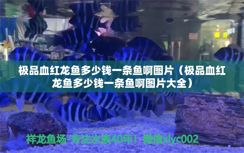 极品血红龙鱼多少钱一条鱼啊图片（极品血红龙鱼多少钱一条鱼啊图片大全） 印尼红龙鱼