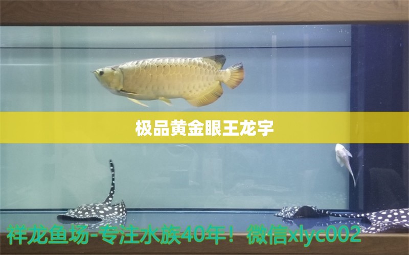 极品黄金眼王龙宇