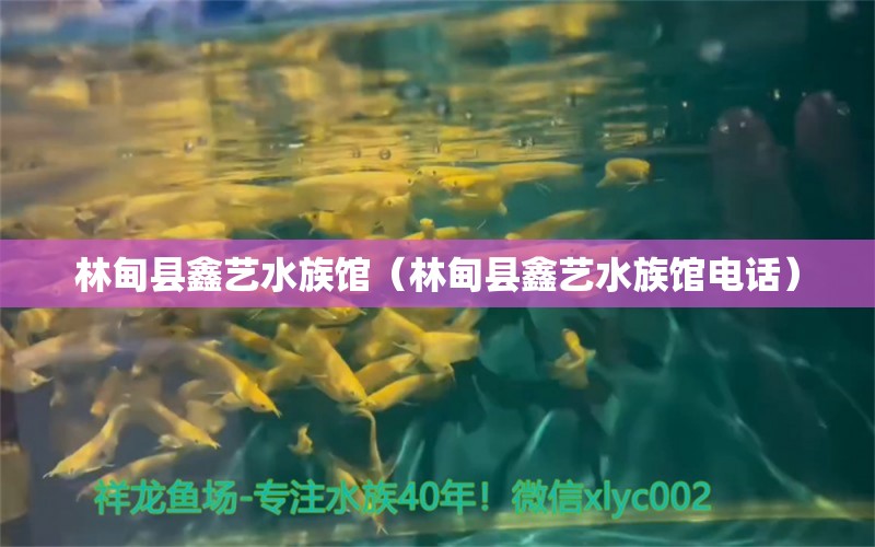 林甸县鑫艺水族馆（林甸县鑫艺水族馆电话）