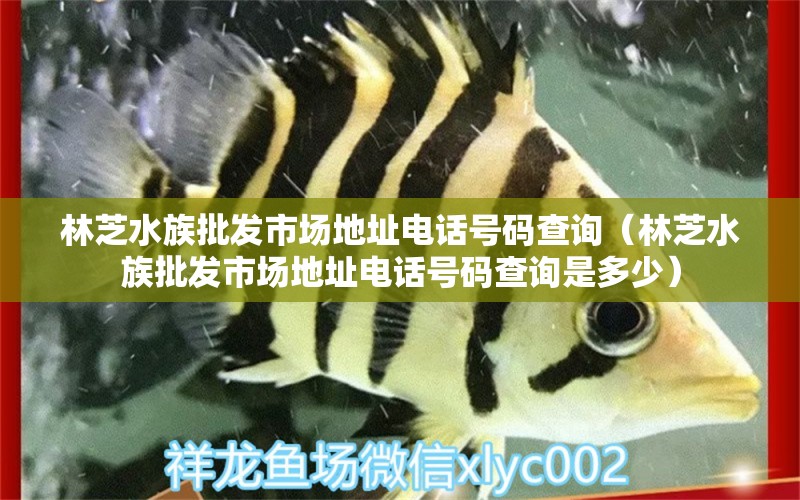 林芝水族批发市场地址电话号码查询（林芝水族批发市场地址电话号码查询是多少）