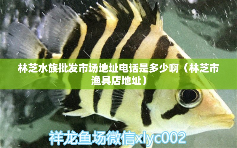 林芝水族批发市场地址电话是多少啊（林芝市渔具店地址）