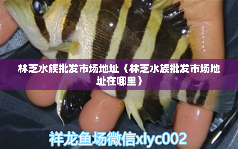 林芝水族批发市场地址（林芝水族批发市场地址在哪里） 观赏鱼水族批发市场