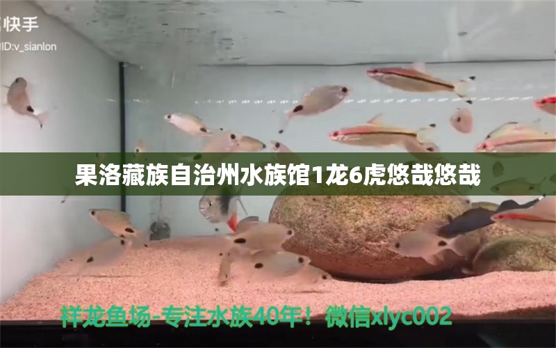 果洛藏族自治州水族馆1龙6虎悠哉悠哉