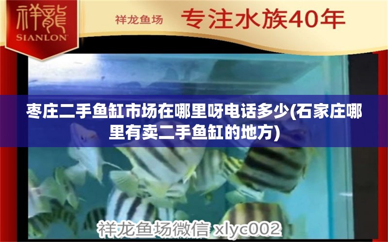 枣庄二手鱼缸市场在哪里呀电话多少(石家庄哪里有卖二手鱼缸的地方)