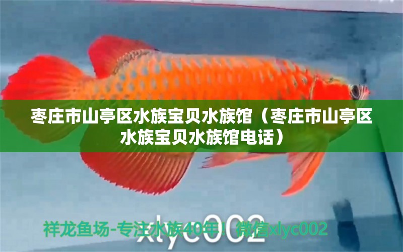 枣庄市山亭区水族宝贝水族馆（枣庄市山亭区水族宝贝水族馆电话） 全国水族馆企业名录