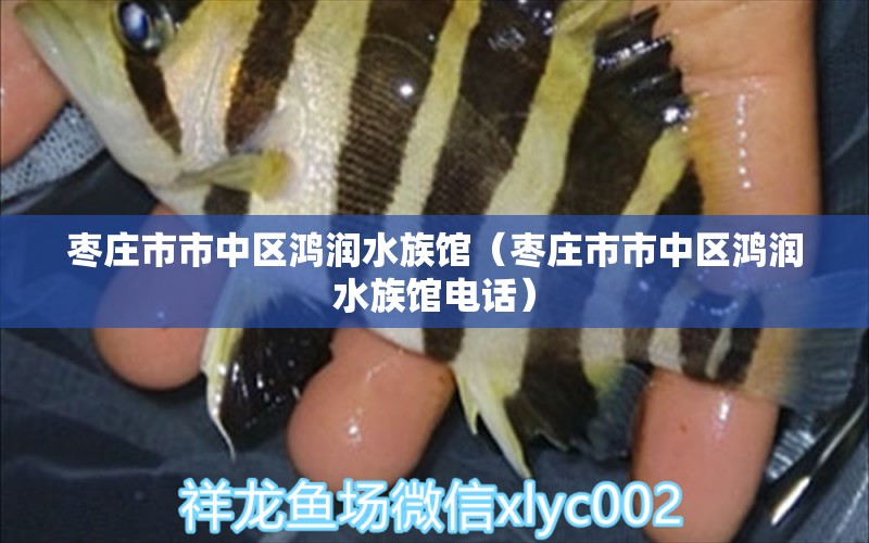 枣庄市市中区鸿润水族馆（枣庄市市中区鸿润水族馆电话）