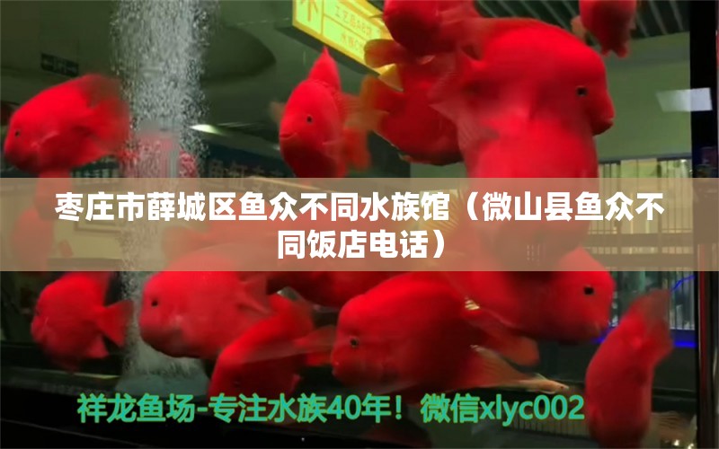 枣庄市薛城区鱼众不同水族馆（微山县鱼众不同饭店电话）