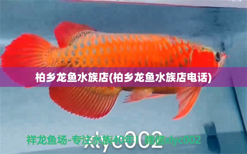 柏乡龙鱼水族店(柏乡龙鱼水族店电话) 纯血皇冠黑白魟鱼 第1张