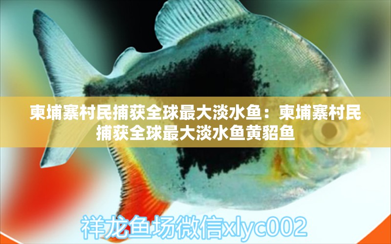 柬埔寨村民捕获全球最大淡水鱼：柬埔寨村民捕获全球最大淡水鱼黄貂鱼