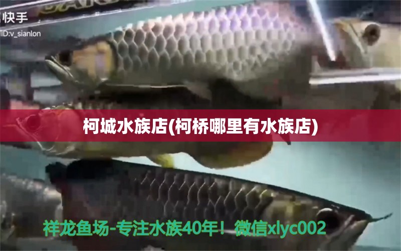 柯城水族店(柯桥哪里有水族店) 黑桃A鱼苗 第2张