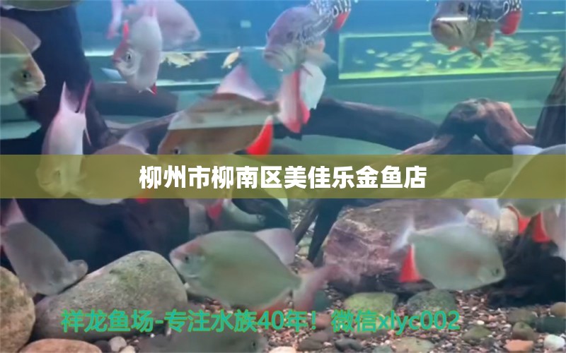 柳州市柳南区美佳乐金鱼店 全国水族馆企业名录