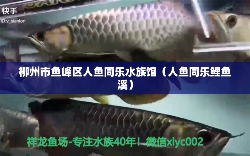 柳州市鱼峰区人鱼同乐水族馆（人鱼同乐鲤鱼溪）