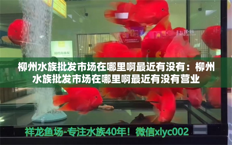 柳州水族批发市场在哪里啊最近有没有：柳州水族批发市场在哪里啊最近有没有营业 观赏鱼水族批发市场