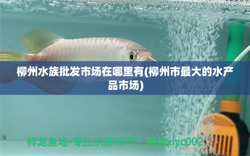 柳州水族批发市场在哪里有(柳州市最大的水产品市场) 观赏鱼水族批发市场