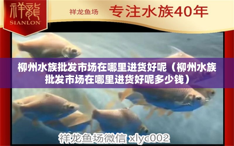 柳州水族批发市场在哪里进货好呢（柳州水族批发市场在哪里进货好呢多少钱） 观赏鱼水族批发市场