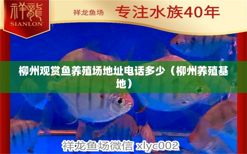 柳州观赏鱼养殖场地址电话多少（柳州养殖基地） 广州观赏鱼批发市场