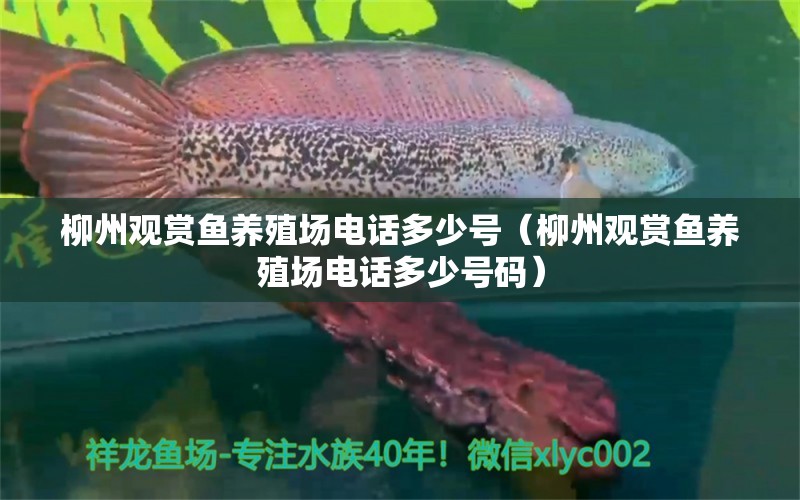 柳州观赏鱼养殖场电话多少号（柳州观赏鱼养殖场电话多少号码）