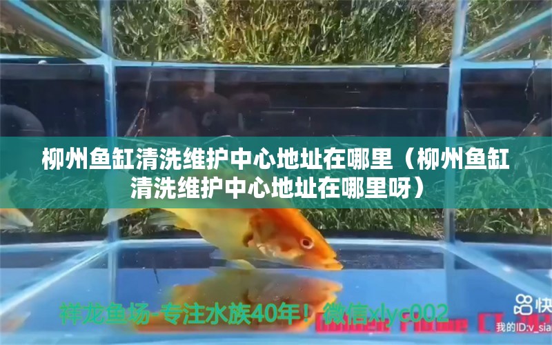 柳州鱼缸清洗维护中心地址在哪里（柳州鱼缸清洗维护中心地址在哪里呀）