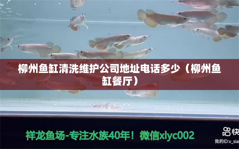 柳州鱼缸清洗维护公司地址电话多少（柳州鱼缸餐厅） 广州观赏鱼批发市场