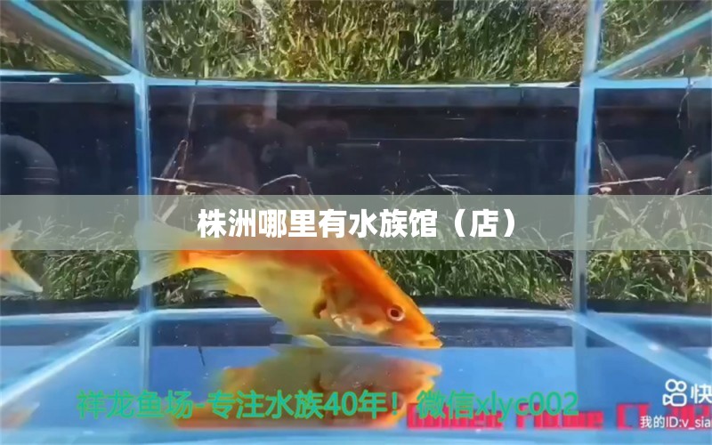 株洲哪里有水族馆（店）