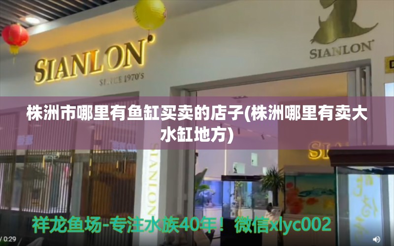 株洲市哪里有鱼缸买卖的店子(株洲哪里有卖大水缸地方) 野生埃及神仙鱼 第2张