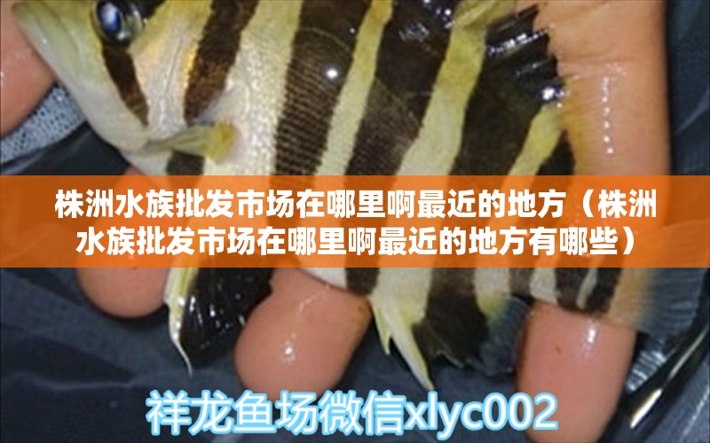 株洲水族批发市场在哪里啊最近的地方（株洲水族批发市场在哪里啊最近的地方有哪些）