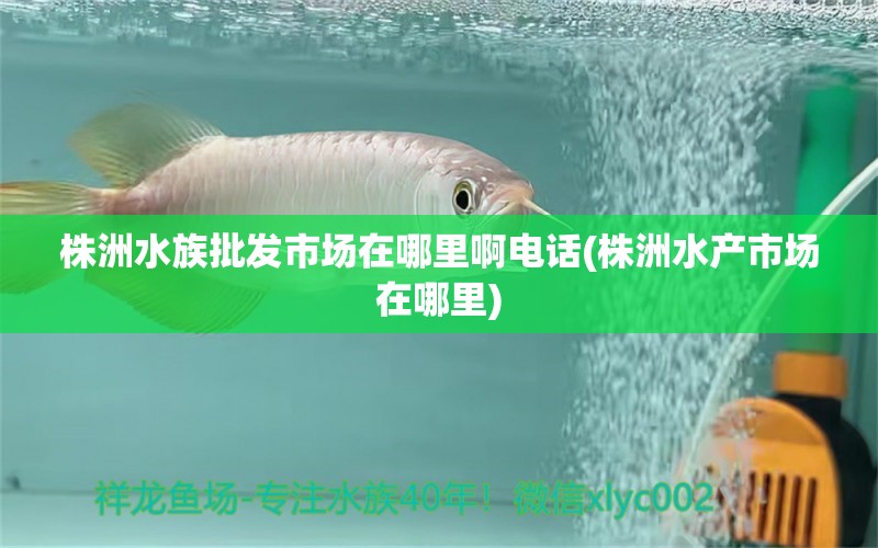 株洲水族批发市场在哪里啊电话(株洲水产市场在哪里)