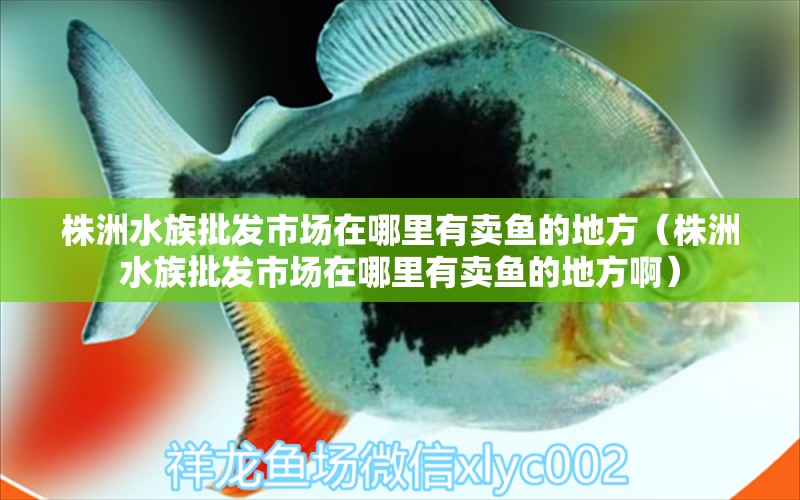 株洲水族批发市场在哪里有卖鱼的地方（株洲水族批发市场在哪里有卖鱼的地方啊） 观赏鱼水族批发市场