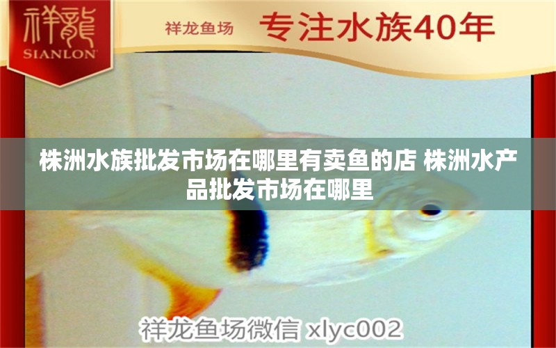 株洲水族批发市场在哪里有卖鱼的店 株洲水产品批发市场在哪里