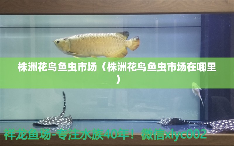 株洲花鸟鱼虫市场（株洲花鸟鱼虫市场在哪里） 观赏鱼水族批发市场