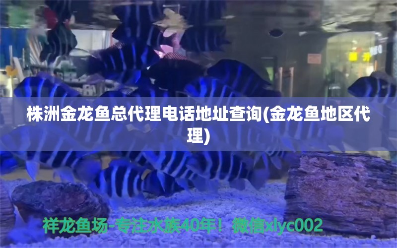 株洲金龙鱼总代理电话地址查询(金龙鱼地区代理) 苏虎