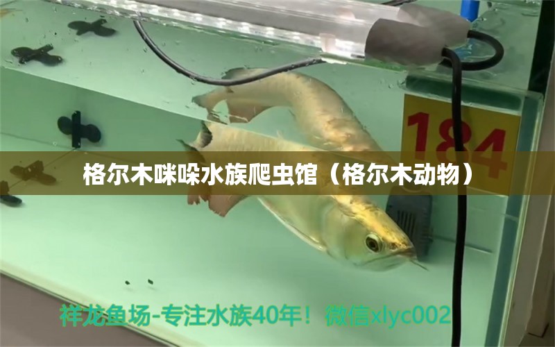 格尔木咪哚水族爬虫馆（格尔木动物）