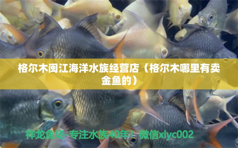 格尔木闽江海洋水族经营店（格尔木哪里有卖金鱼的）