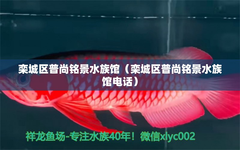 栾城区普尚铭景水族馆（栾城区普尚铭景水族馆电话）