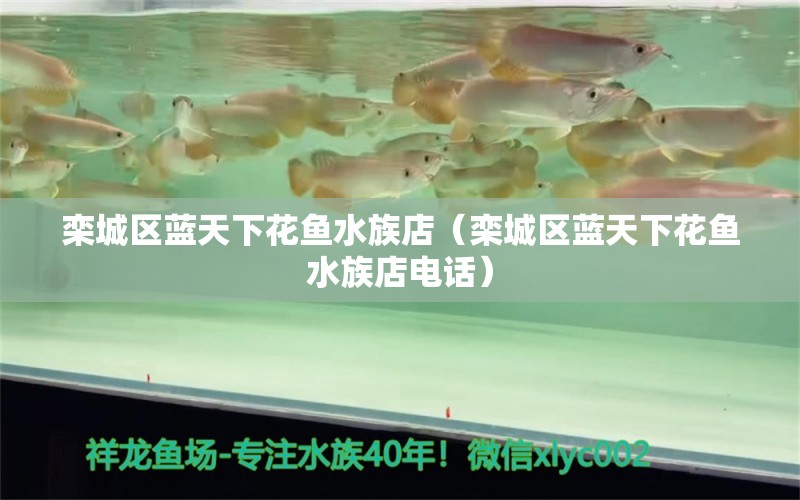 栾城区蓝天下花鱼水族店（栾城区蓝天下花鱼水族店电话） 全国水族馆企业名录