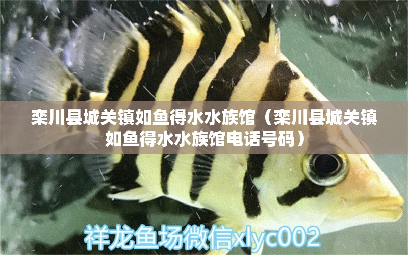 栾川县城关镇如鱼得水水族馆（栾川县城关镇如鱼得水水族馆电话号码） 全国水族馆企业名录