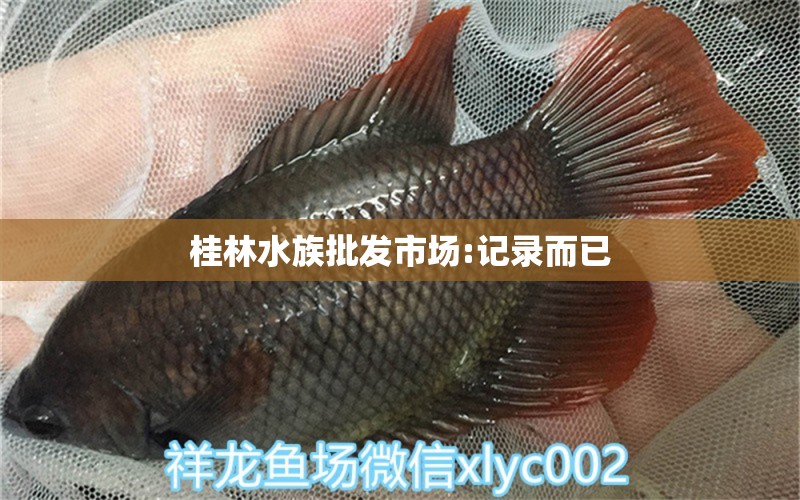 桂林水族批发市场:记录而已 观赏鱼水族批发市场